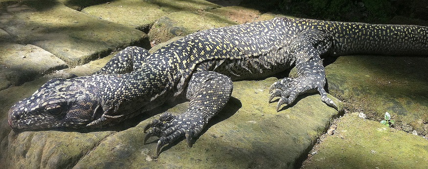Blue Tailed Monitor